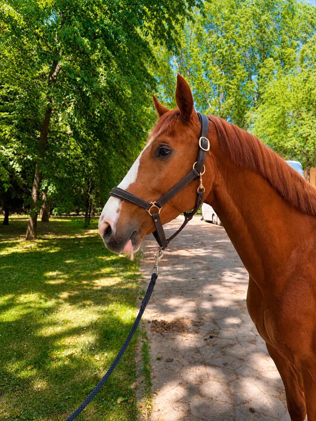 horse